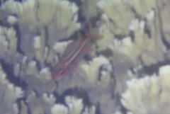 Neoniphon vexillarium
