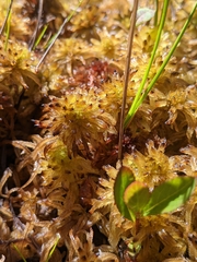 Sphagnum pulchrum