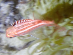 Sargocentron coruscum