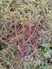 Solieria robusta