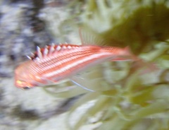 Sargocentron coruscum