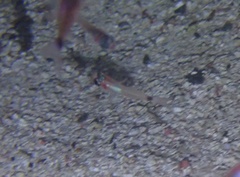 Poecilia reticulata
