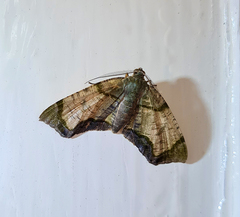 Achrosis incitata