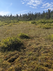 Sphagnum pulchrum