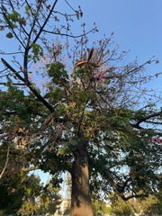 Brachychiton discolor