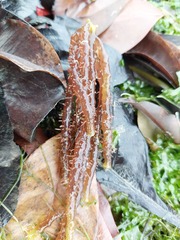 Solieria robusta