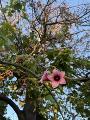 Brachychiton discolor