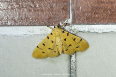 Xanthomelaena schematias