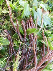 Solieria robusta