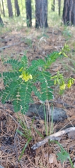 Astragalus propinquus