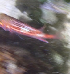 Sargocentron coruscum