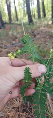 Astragalus propinquus