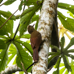 Dendrocolaptes certhia concolor