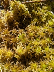 Sphagnum pulchrum