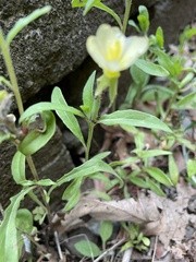 Oenothera stricta