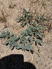 Astragalus gibbsii