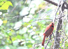 Cardinalis cardinalis