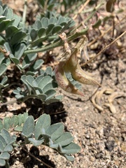 Astragalus gibbsii