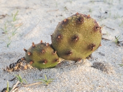 Opuntia drummondii