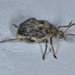 Bruchus - Photo (c) Don Loarie, some rights reserved (CC BY)