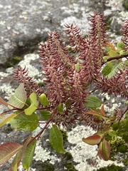 Salix pyrifolia