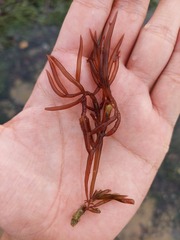 Solieria robusta