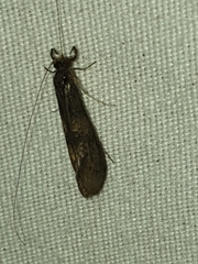 Mystacides interjectus