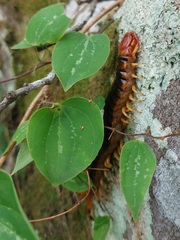 Scolopendra angulata
