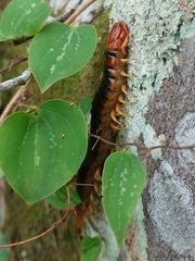 Scolopendra angulata