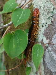 Scolopendra angulata