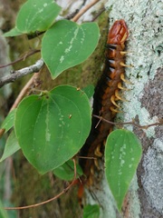 Scolopendra angulata