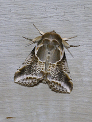 Habrosyne scripta