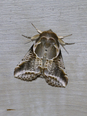 Habrosyne scripta