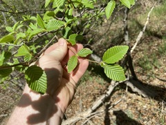 Alnus oblongifolia