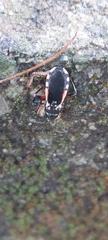 Ectrychotes andreae