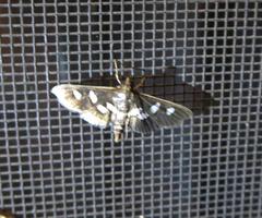 Desmia subdivisalis