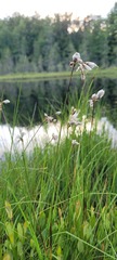 Eriophorum gracile