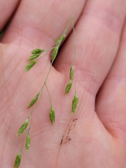 Torreyochloa pallida
