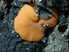 Pulvinula convexella