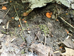 Pulvinula convexella