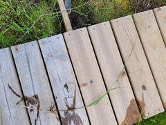 Torreyochloa pallida