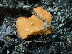Pulvinula convexella