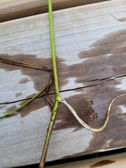 Torreyochloa pallida