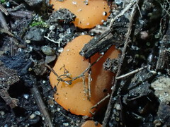 Pulvinula convexella
