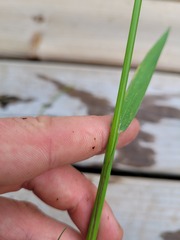 Torreyochloa pallida