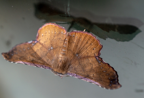 Cryptochrostis suppulchraria