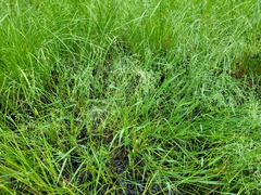 Torreyochloa pallida