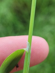 Torreyochloa pallida