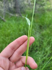 Torreyochloa pallida