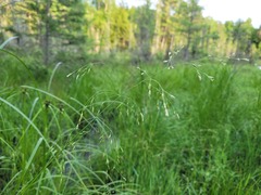 Torreyochloa pallida